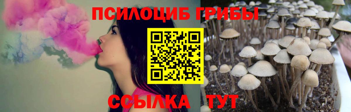Галлюциногенные грибы Psilocybe Городец